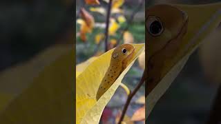 Spicebush swallowtail caterpillar caterpillar spicebushswallowtail caterpillars spicebushswallow [upl. by Wirth]