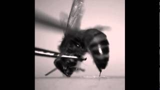 The stinging action of honey bees versus paper wasps [upl. by Niltyak]