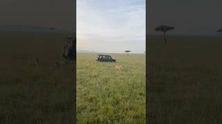 Surrounded by PRIDE of Lions in Masai Mara [upl. by Annayat]