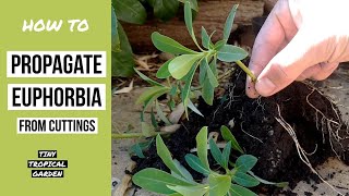 How to propagate Euphorbia from cuttings [upl. by Ahl]