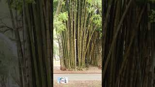 Parque Ibirapuera  Uma Jóia Natural no Coração de São Paulo [upl. by Mandelbaum985]