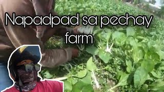 TOP1 Change oil beat fi  pechay farm  FoodPanda  Gensan [upl. by Sherlocke744]