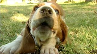 Homer The Basset Hound Puppy Is Way Too Cute [upl. by Aicelav]