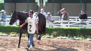 Handicapping Tutorials Paul Lambrakis In the Paddock [upl. by Ludmilla]