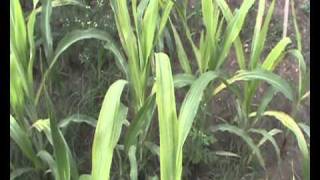 Maize downey mildew field screening for Marker Assisted Selection [upl. by Yasmin]