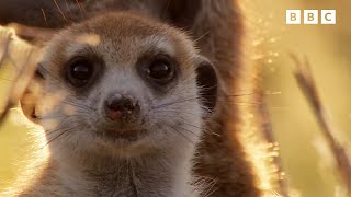 What Does a Meerkat Eat  Andys Baby Animals  Andys Amazing Adventures [upl. by Inram874]