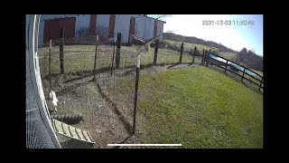 Rooster battles hawk and saves hens life [upl. by Wescott]