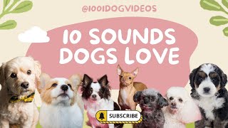 10 Sounds Dogs Love  Dog TV  Make your dog go crazy puppy dog [upl. by Legin]