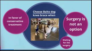 Treatment Options Dog Cruciate Injury [upl. by Acsirp]