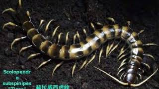 Scolopendra subspinipes quotTigerquotSulawesi 虎紋巨人蜈蚣 [upl. by Mac103]