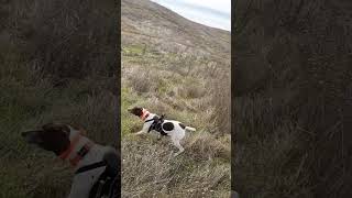 Stella is pure adrenaline pointer birdhunting birddog huntingdog gsp hunting gundog hunt [upl. by Pruchno318]