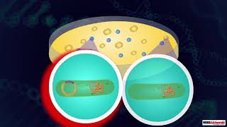 Insertion of Recombinant DNA [upl. by Sathrum625]