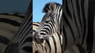 Zebra Zoom 🦓 Fun Facts You’ll Love 🎉 [upl. by Jami]