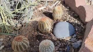 Cold Hardy Cactus amp Succulents in Albuquerque PreWinter Update [upl. by Eanod]