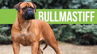 All About Bullmastiffs  Powerful Bulldog x Mastiff Crossbreed [upl. by Bayless]