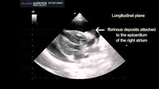 FIP with fibrinous pericarditis  FIP met fibrineuze pericarditis [upl. by Aicatan216]