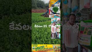 Gujarat seeds company super express 30 coriender seeds hytechagroagencies 📲 8686849828 [upl. by Nauqel]