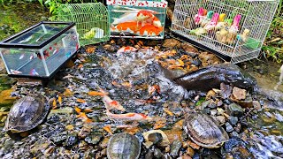 Catch colorful ornamental fish koi fish toman fish betta fish goldfish catfish turtles [upl. by Ettelegna]