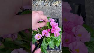 How I Keep My Primrose Blooming Longer [upl. by Asia]