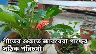 শীতে জারবেরা প্রচুরফুল পেতে এই কাজ গুলিকরুন। Gerbera Plants Care in Winter  Gardening Tips  PLANTS [upl. by Brandie]