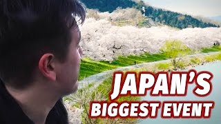 Experiencing Japans Biggest Annual Event  Cherry Blossom Season [upl. by O'Grady843]