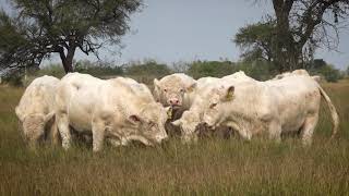 Ganado Charolais de Registro Rancho Sta Dominga [upl. by Alayne240]