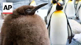 Huge king penguin chick in Australia named Pesto becomes social media star [upl. by Moyer]