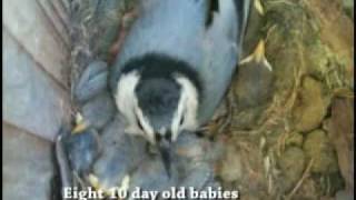 Whitebreasted Nuthatch Nest Eggs and Babies [upl. by Mintz594]