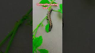 Caterpillar eating leaf 🌿🍀🌿 music trending [upl. by Phene]