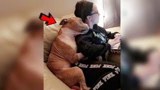 Girl Adopts Pitbull From Shelter And Hes So Happy He Cant Stop Cuddling [upl. by Mas90]