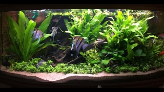 Non Co2 Low Tech Heavily Planted Tank [upl. by Oijimer]