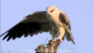 Black shouldered Kite Elanus axillaris monitoring its prey [upl. by Areik]