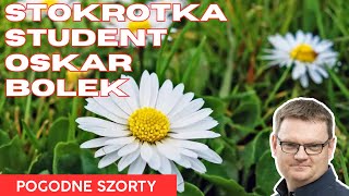 Stokrotka Student Oskar Bolek  Pogodne Szorty 140 [upl. by Einittirb]