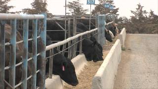 Ag Minute Feedlots [upl. by Llehcim]