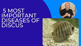 5 most important Discus diseases Gill flukes Spironucleus HLLS fish tuberculosis worms [upl. by Anrev]