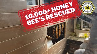 🍯ReHoming 10000 Honey Bees 🤯bees beekeeping honeybees savethebees [upl. by Alaehs]