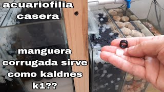 los resultados de usar kaldnes k1 en mi filtro sump [upl. by Asirrom491]