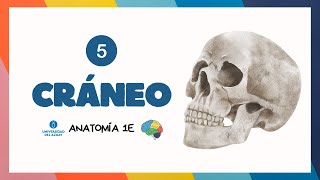 💀 CRÁNEO NEUROCRÁNEO Y VÍSCEROCRANEO 🧩🔎  Anatomía UDA [upl. by Menard]