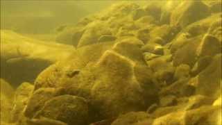 Underwater Camera Fish In Texas Limestone Creek [upl. by Sane]