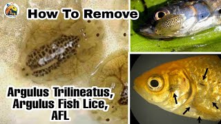 All Fish Diseases  How to Remove Argulus Trilineatus  Argulus Fish Lice  AFL  Fish disease [upl. by Agnew]