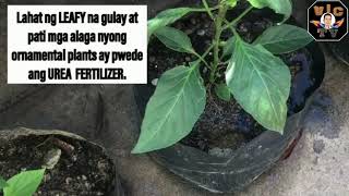 BENEFITS of UREA4600Ano ang BENIPISYO ng UREA sa halamanUREA application [upl. by Bondy]