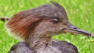 Hooded Merganser Female  Beautiful Birds [upl. by Nason]