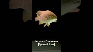 Lutjanus Fuscescens Freshwater SnapperSpottail Bass [upl. by Creight]