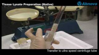 Tissue Lysate Preparation Native [upl. by Fredenburg]