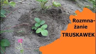 Jak rozmnażać truskawki przez odrosty  prosty sposób🍓🌱🍓 [upl. by Eniamreg]