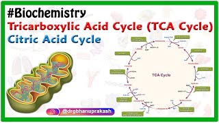 TCA cycle or Krebs cycle Animation  Biochemistry [upl. by Jung]