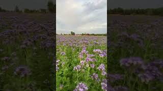 Поздняя фацелия для наших пчёлLate phacelia for our bees [upl. by Juta]