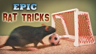 Epic Rat Tricks [upl. by Ashlan]