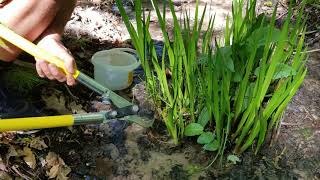 Propagating Acorus Americana or calamus [upl. by Acirahs185]