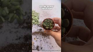 repotting graptopetalum [upl. by Patterson]